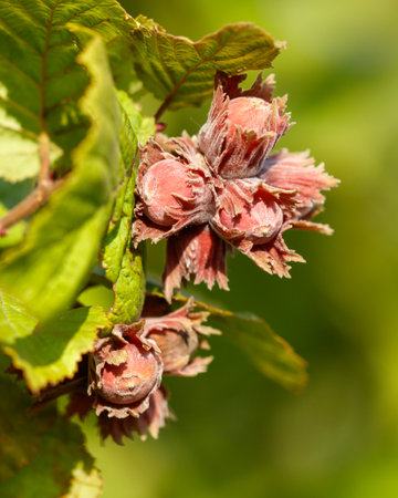 A cluster of nuts with a few brown spots on them. The nuts are on a green leafの写真素材