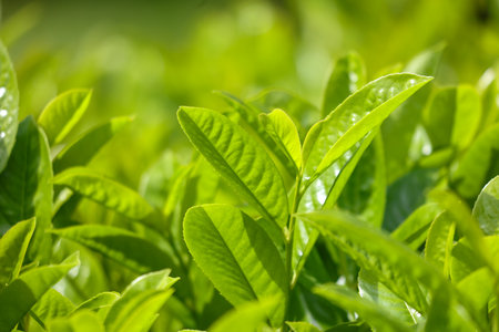 A lush green plant with leaves that are full and vibrant. The leaves are green and appear to be healthyの写真素材