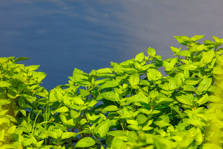 A bunch of green plants are growing in a field next to a body of water. The plants are lush and...