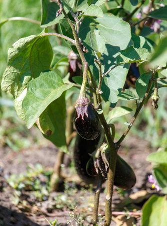 Plant with a bunch of purple vegetables growing on it. The vegetables are purple and are located on the plant's branches. The plant is surrounded by dirt and grassの写真素材
