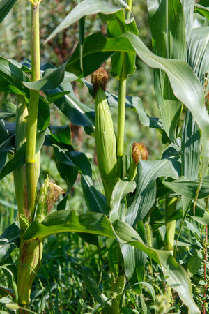 Corn plants with green leaves and yellow corn. The corn is growing in a field