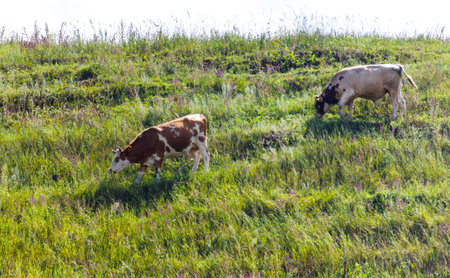 Two cows grazing in a field of grass. The cows are brown and white. The grass is green and tallの写真素材