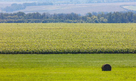 A field of green grass with a hay bale in the foreground. The field is surrounded by trees and has a clear blue skyの写真素材