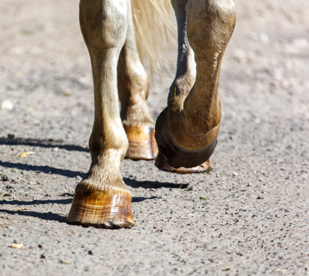 A horse's hooves are visible on a dirt road. The hooves are brown and have a white substance on themの写真素材