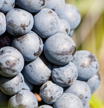 A bunch of blue grapes with black spots. The grapes are clustered together. The grapes are ripe and...
