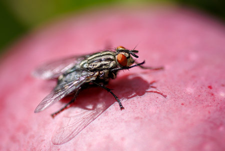 A fly is on a red surface. It has black legs and a black head