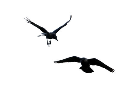 Two birds flying in the sky. The white bird is flying behind the black birdの写真素材