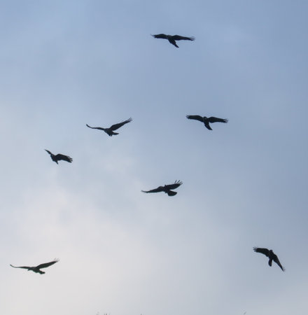 A flock of black birds flying in a line across a blue sky. The birds are flying in a straight line, with some of them flying higher than others. Concept of freedom and movementの写真素材