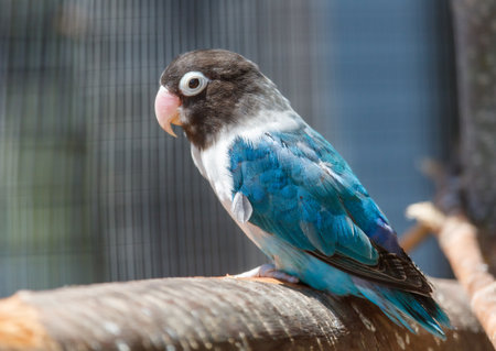 Blue and white bird is perched on a wooden branch. The bird is small and has a blue and white...