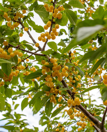 A tree with many yellow fruits hanging from it. The fruits are ripe and ready to be pickedの写真素材