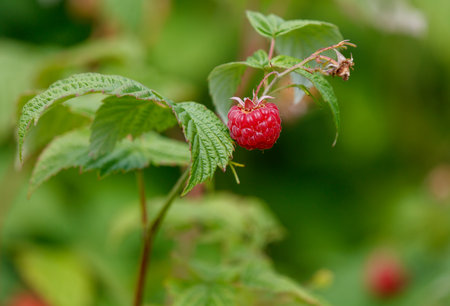 A single red raspberry is on a leaf. The leaf is green and the raspberry is shiny. Concept of...