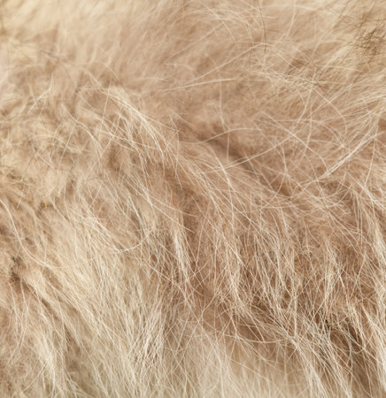 The fur of a dog is shown in a close up. The fur is light brown and has a fuzzy texture