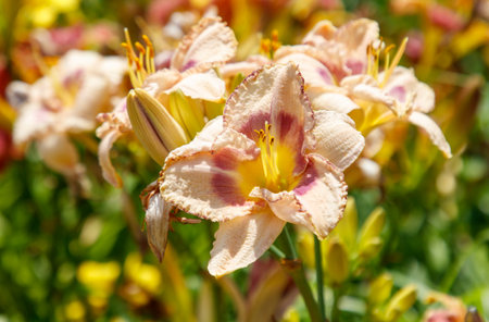 Bunch of flowers with yellow and pink petals. The flowers are in a fieldの写真素材