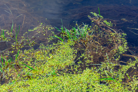 A pond with green plants floating on the surface. The plants are growing in the water and are green...