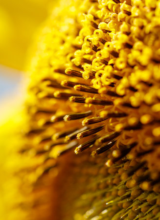 The image is of a close up of a sunflower's stem. The stem is yellow and has many small yellow hairs. Concept of warmth and brightness, as the sunflower is a symbol of happiness and positivityの写真素材