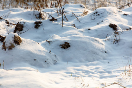 A snow covered field with a few rocks and some grass. The snow is deep and the grass is barely visibleの写真素材