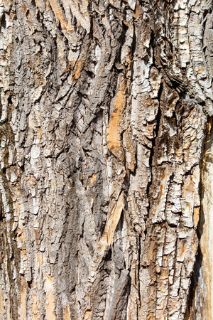 A tree trunk with a lot of bark. The bark is brown and white. The bark is rough and has many ridges