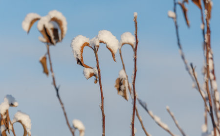 A bunch of branches covered in snow. The branches are brown and have snow on themの写真素材