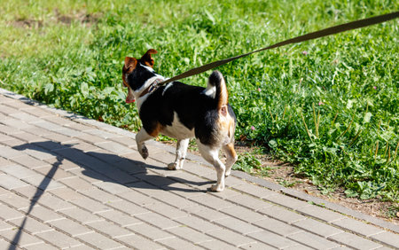 A dog is walking on a brick walkway. The dog is wearing a leash. The leash is attached to the dog's collarの写真素材