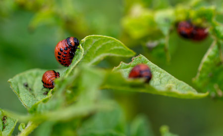 Colorado potato beetle eats leaves. Macro.