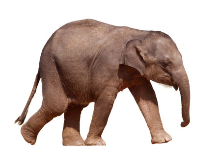 A baby elephant walking on a white background. The elephant is small and cute. Concept of innocence and wonderの写真素材