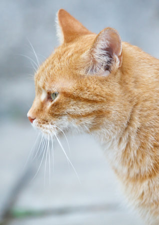 A cat with a green eye is looking at the camera. The cat is orange and white. The cat has a long white whiskerの写真素材