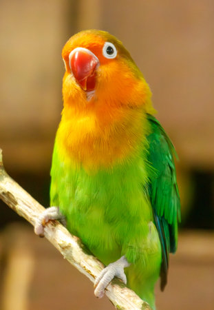 A green and yellow parrot is perched on a branch. The bird has a bright, curious expression on its faceの写真素材