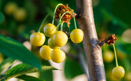 A tree with many yellow cherries hanging from it. The cherries are ripe and ready to be picked