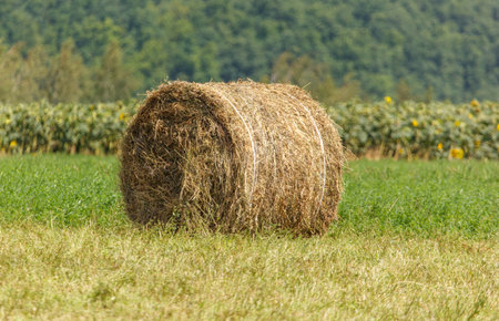 A large, brown hay bale sits in a lush green field of grass. The hay bale is the size of a small car...