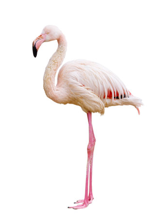 A white and pink flamingo standing on a white background. The flamingo is the main focus of the image, and its pink color stands out against the white background. Concept of calmness and serenityの写真素材