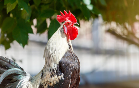 Rooster with a red beak stands in front of a fence. The rooster is white and black