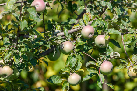 Tree with many apples on it. The apples are green and red. The tree is full of leaves