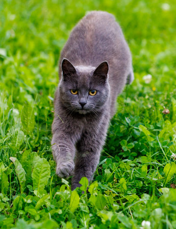 A gray cat is running through a field of grass. The cat is looking at the camera. The grass is green and tallの写真素材
