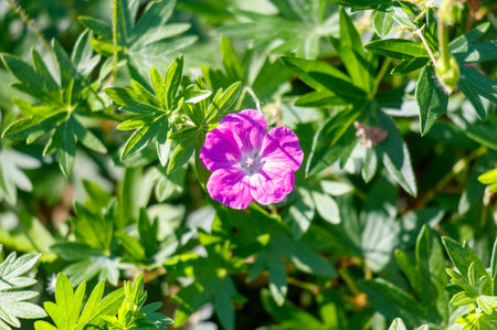 A purple flower is in the middle of a green bush. The flower is surrounded by green leaves