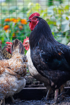 A black chicken stands in front of two other chickens. One of the other chickens is white