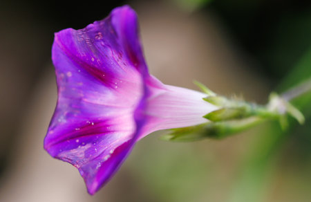 A purple flower with a white center. The flower is on a stem
