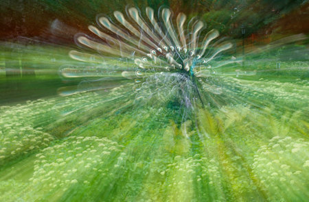 Blurry image of a green field with a flower in the center. The flower is surrounded by grass and is a large, colorful flowerの写真素材