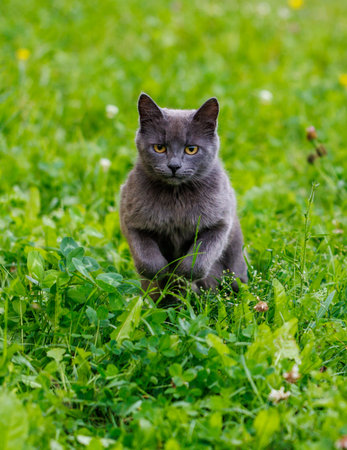 A gray cat is in a field of grass. The cat is looking at the camera. The grass is green and tallの写真素材