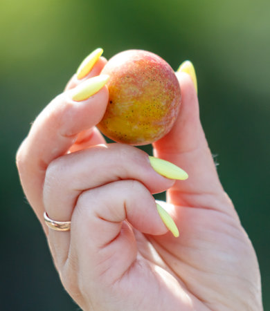 A hand holding a small fruit. The fruit is yellow and red. The hand is wearing yellow nail polishの写真素材