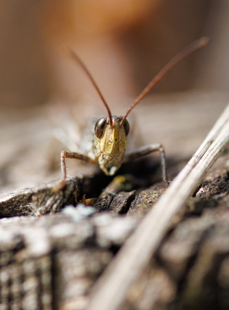 A bug is on a log. The bug is brown and has a long antennae. The bug is looking at the camera