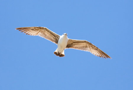 A bird is flying in the sky with its wings spread wide. The sky is clear and blue, and the bird is...