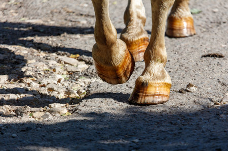 A horse's hooves are brown and have a white spot. The hooves are on a dirt road