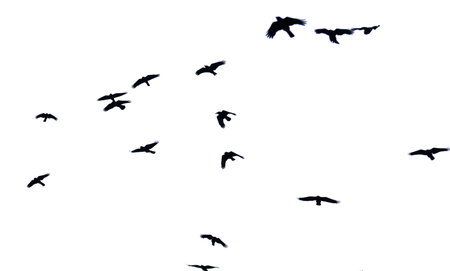A flock of birds flying in the sky. The birds are black and white. The sky is clear and the birds...