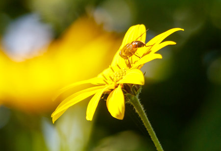 A yellow flower with a bug on it. The bug is black and red. The flower is on a stem