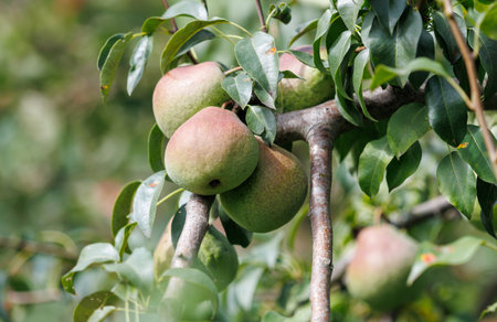 Three green apples hanging from a tree. The tree is full of leaves