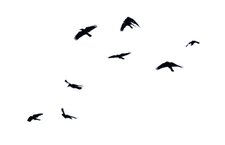 A flock of birds flying in the sky. The birds are black and white. The sky is clear and blue