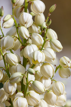 A bunch of white flowers with green leaves. The leaves are green and the flowers are clustered togetherの写真素材