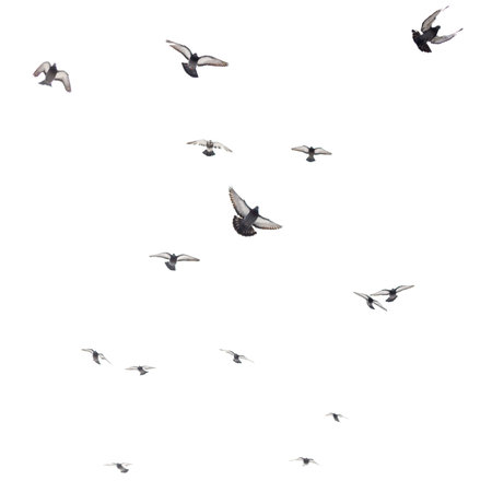 A flock of birds flying in the sky. There are at least 13 birds visible. The birds are flying in...