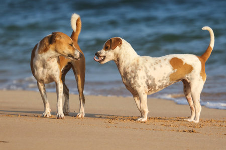 Two dogs are standing on the beach, one of them is licking the other. The scene is playful and...