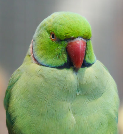Green parrot is standing in front of a wall. The parrot has a red beak and is looking at the camera